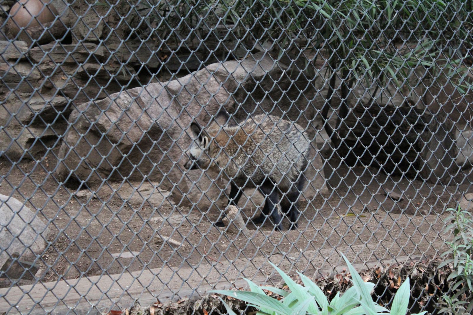 San Diego Zoo Part II 208